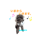モップ犬ムッチー（個別スタンプ：6）