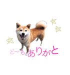 もこな3（個別スタンプ：4）