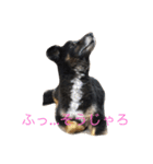 パルの日常（個別スタンプ：1）