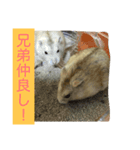 うちのハムスター2人組（個別スタンプ：8）