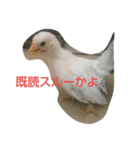 チャボ太郎スタンプ（個別スタンプ：1）