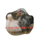 チャボ太郎スタンプ（個別スタンプ：2）