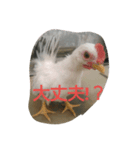 チャボ太郎スタンプ（個別スタンプ：3）