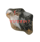 チャボ太郎スタンプ（個別スタンプ：7）