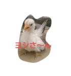 ヨシさんスタンプ（個別スタンプ：1）