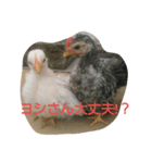 ヨシさんスタンプ（個別スタンプ：2）