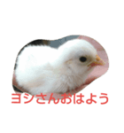 ヨシさんスタンプ（個別スタンプ：7）