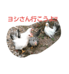 ヨシさんスタンプ（個別スタンプ：8）