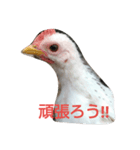 チャボくんスタンプ（個別スタンプ：4）