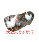 チャボくんスタンプ（個別スタンプ：5）