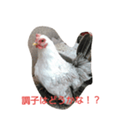 チャボくんスタンプ（個別スタンプ：6）