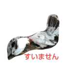 チャボくんスタンプ（個別スタンプ：7）