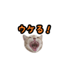 ミルのスタンプ（個別スタンプ：1）