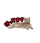 ミルのスタンプ（個別スタンプ：8）