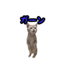 ミルのスタンプ（個別スタンプ：11）
