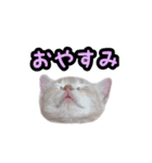 ミルのスタンプ（個別スタンプ：14）