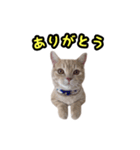 ミルのスタンプ（個別スタンプ：18）