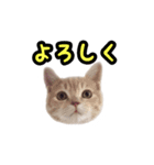 ミルのスタンプ（個別スタンプ：21）