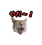 ミルのスタンプ（個別スタンプ：22）
