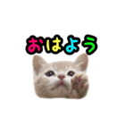 ミルのスタンプ（個別スタンプ：24）