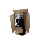 あめとそら（個別スタンプ：13）