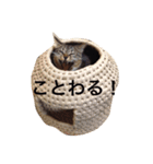 あめとそら（個別スタンプ：16）