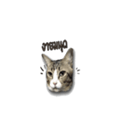 moneycat（個別スタンプ：1）