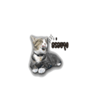 moneycat（個別スタンプ：2）