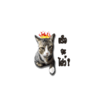 moneycat（個別スタンプ：3）