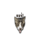 moneycat（個別スタンプ：4）
