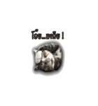 moneycat（個別スタンプ：5）
