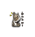 moneycat（個別スタンプ：6）
