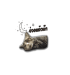 moneycat（個別スタンプ：7）