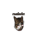 moneycat（個別スタンプ：8）