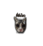 moneycat（個別スタンプ：9）