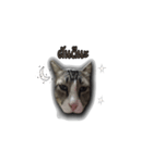 moneycat（個別スタンプ：10）