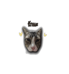 moneycat（個別スタンプ：11）