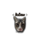moneycat（個別スタンプ：12）