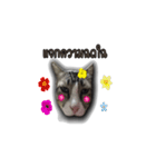 moneycat（個別スタンプ：13）
