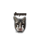 moneycat（個別スタンプ：14）