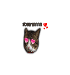 moneycat（個別スタンプ：15）