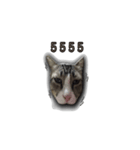 moneycat（個別スタンプ：16）