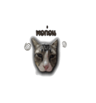 moneycat（個別スタンプ：17）