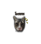 moneycat（個別スタンプ：18）