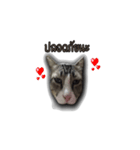 moneycat（個別スタンプ：19）