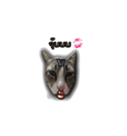 moneycat（個別スタンプ：20）