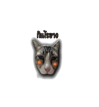 moneycat（個別スタンプ：21）