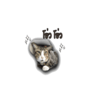 moneycat（個別スタンプ：23）