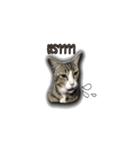 moneycat（個別スタンプ：24）