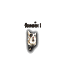 moneycat（個別スタンプ：26）